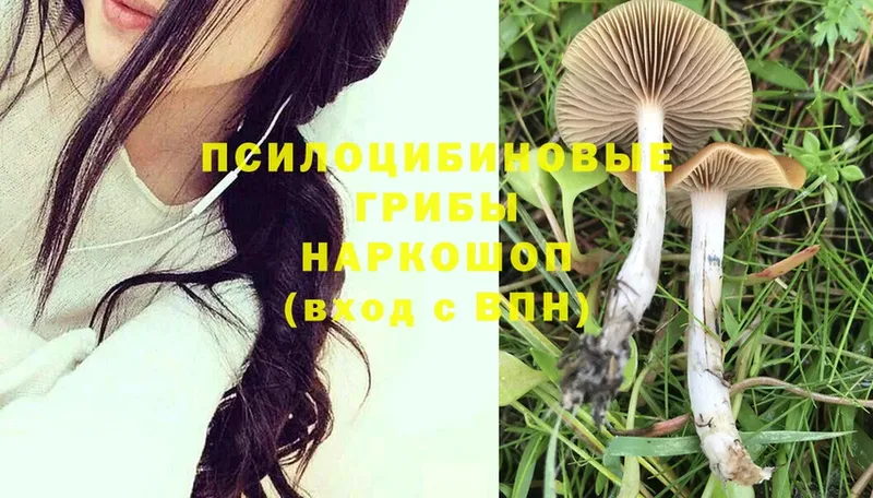 Псилоцибиновые грибы MAGIC MUSHROOMS  Боготол 